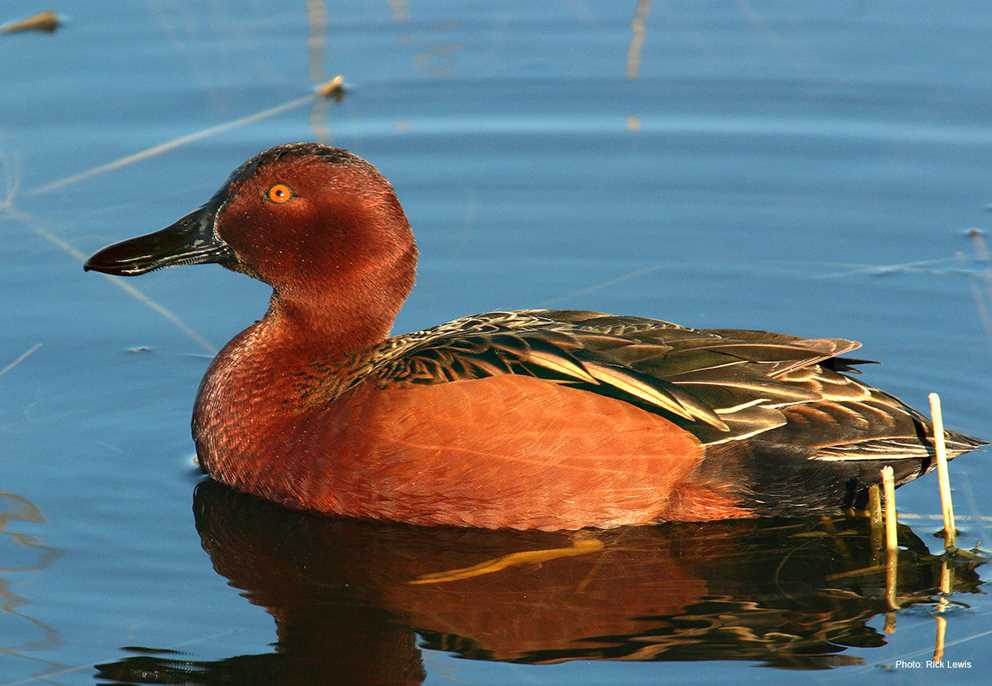 Cinnamon Teal Ducks Unlimited